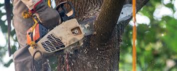 Best Tree Mulching  in Freeport, IL