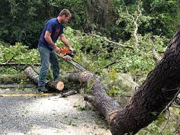 Best Emergency Tree Removal  in Freeport, IL