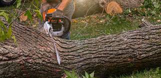 Professional  Tree Services in Freeport, IL