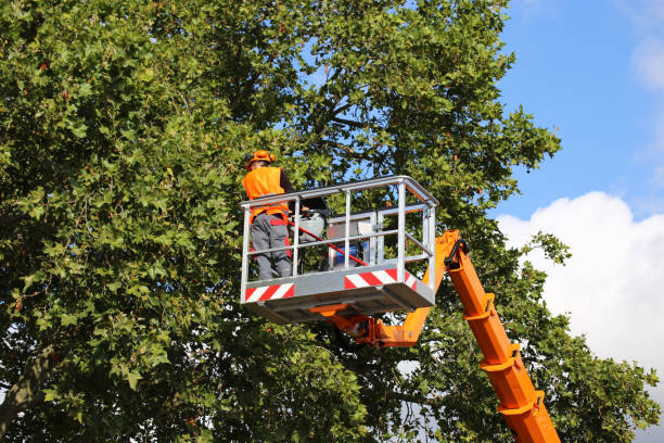 Why Choose Our Tree Removal Services in Freeport, IL?