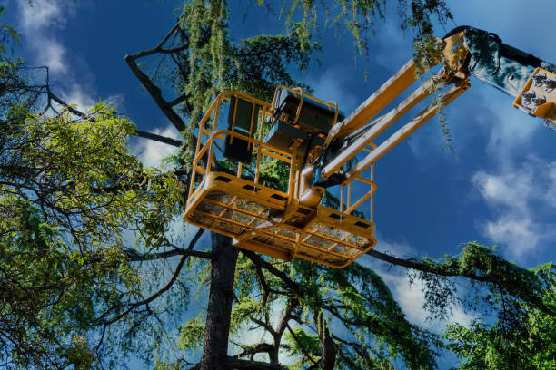 Best Tree Maintenance Programs  in Freeport, IL