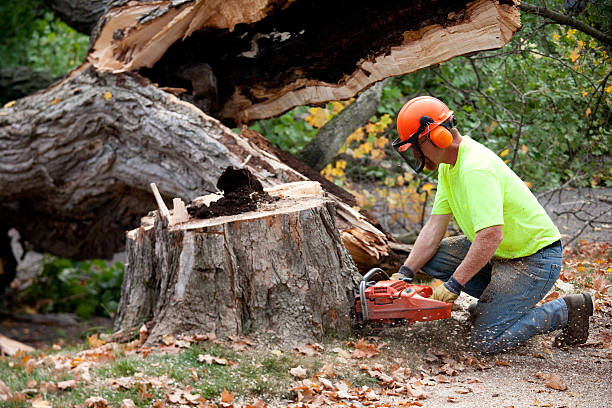 Best Fruit Tree Pruning  in Freeport, IL