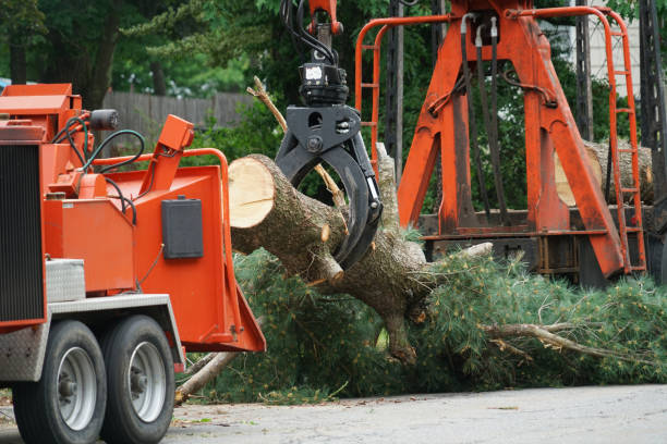 Best Tree Risk Assessment  in Freeport, IL