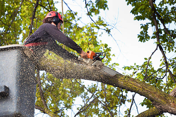 Best Grass Overseeding  in Freeport, IL